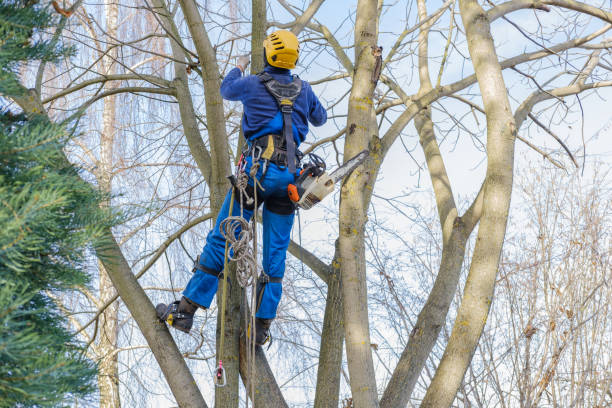 How Our Tree Care Process Works  in  Crestwood Village, NJ